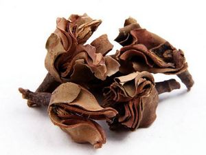 厚朴花