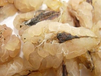 蛤蟆油