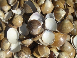 海蛤壳