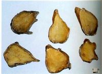 制白附子