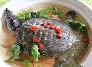双母蒸甲鱼