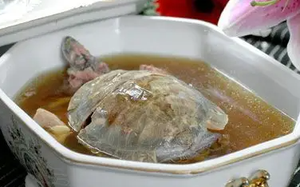 清炖乌龟