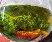 茵陈大枣汤
