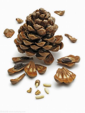 松果的功效与作用_松果作用与功效_松果作用和功效| 中国医药信息查询