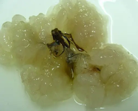 清蒸哈士蟆