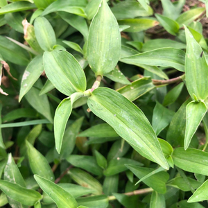 竹叶草