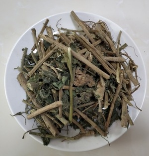 荨麻草