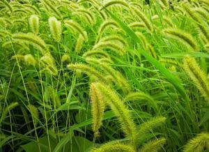 狗尾巴草