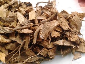 臭黄荆根