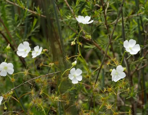 茅膏菜