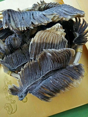 鱼鳃
