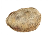 麝香壳