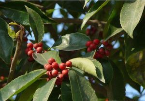 红果冬青