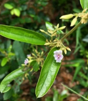 山芝麻