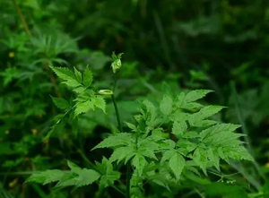 山芹