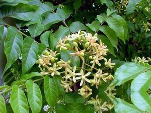 麻楝