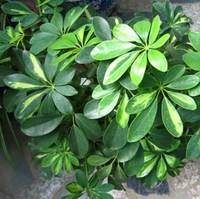 龙爪树