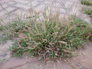 虱子草
