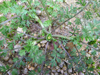 裸柱菊