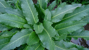 大黄草