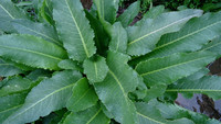 大黄草
