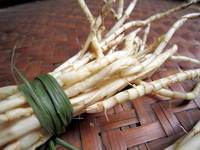 白仙茅