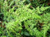 金沙草