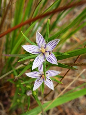 瘤毛獐牙菜