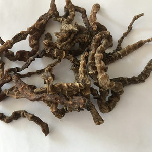 竹节七