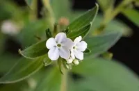 白紫草