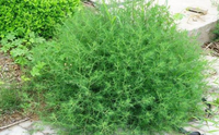 猪毛草