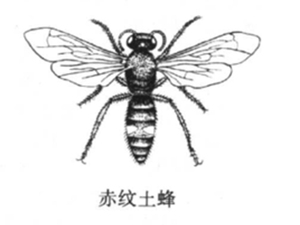 土蜂子