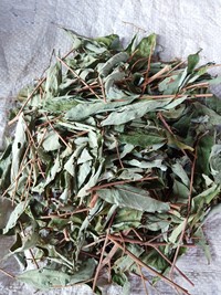 野漆树叶