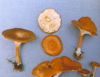 卷边桩菇