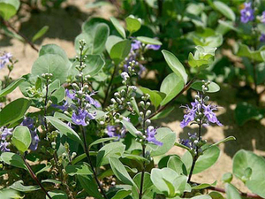 蔓荆子叶
