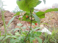 龙船乌泡