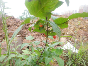 龙船乌泡