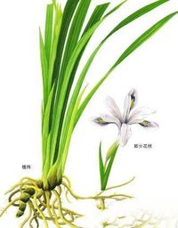 六棱麻