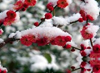 腊雪