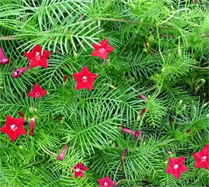 金凤毛