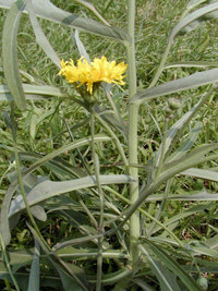 苣荬菜花