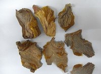 金狗脊黄毛