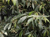 罗伞树
