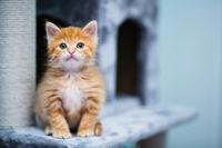 猫肝