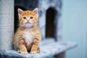 猫油