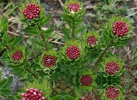 打米花