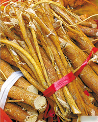 大茶药根