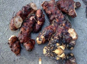 饭团根