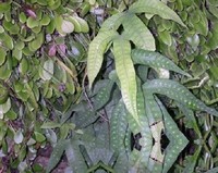 鹅掌金星草
