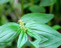 大飞扬